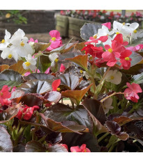 Begónia Nightlife Mix F1 - Begonia semperflorens - predaj semien - 12 ks