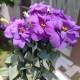 Eustoma Lilac F1 - Eustoma grandiflorum - predaj semien - 12 ks