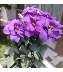 Eustoma Lilac F1 - Eustoma grandiflorum - predaj semien - 12 ks