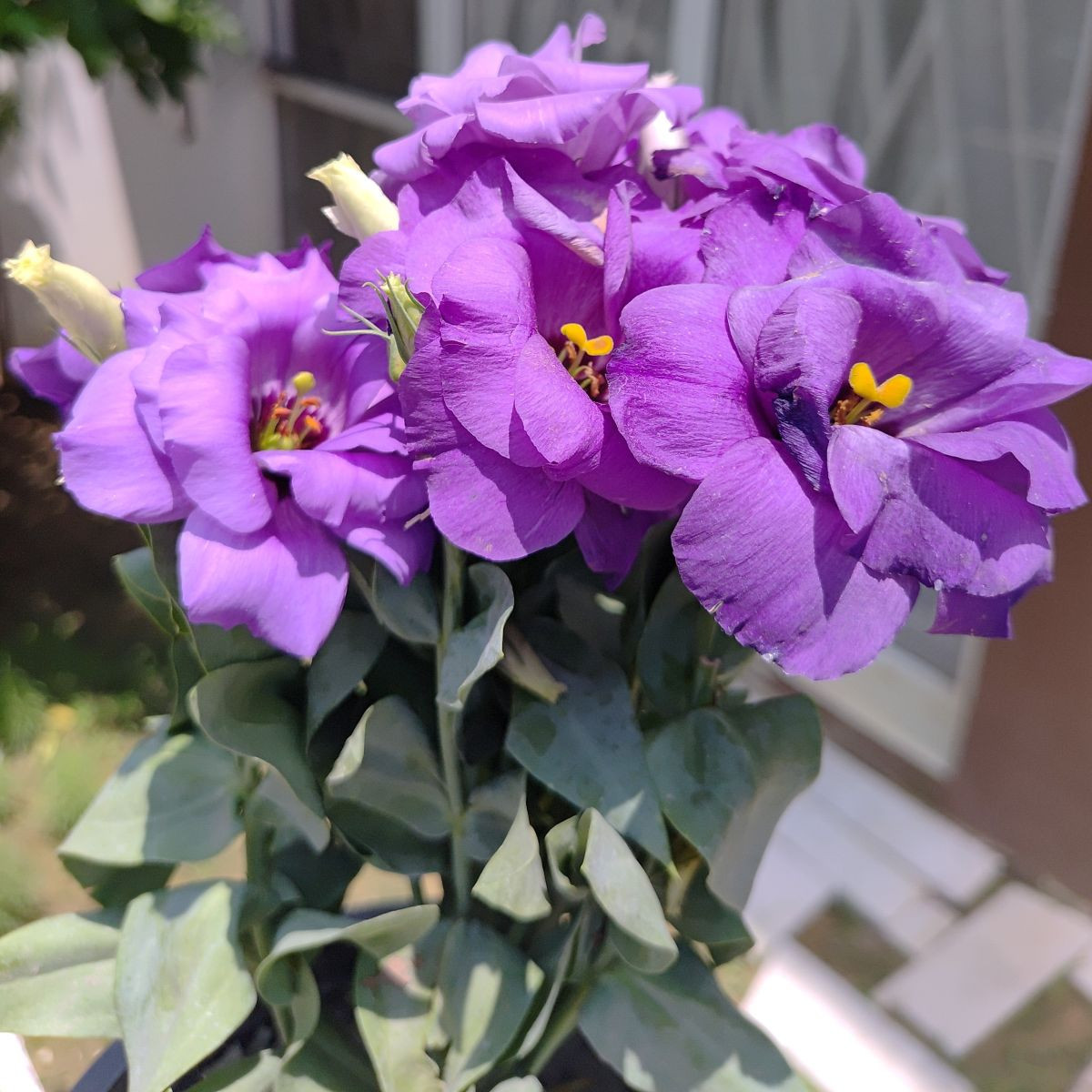Eustoma Lilac F1 - Eustoma grandiflorum - predaj semien - 12 ks