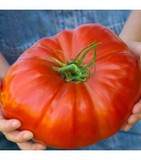Paradajka Gigantomo - Solanum lycopersicum - predaj semien - 5 ks