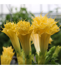 Durman metelový Double Yellow - Datura metel - predaj semien - 5 ks