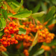 Hlohyňa čínska - Pyracantha fortuneana - semiačka - 5 ks
