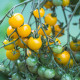 Paradajka Perlino žltá F1 - Solanum lycopersicum - predaj semien - 6 ks
