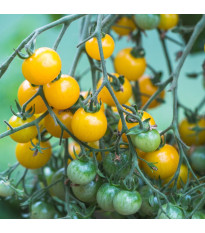Paradajka Perlino žltá F1 - Solanum lycopersicum - predaj semien - 6 ks