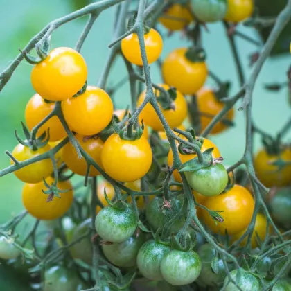 Paradajka Perlino žltá F1 - Solanum lycopersicum - predaj semien - 6 ks