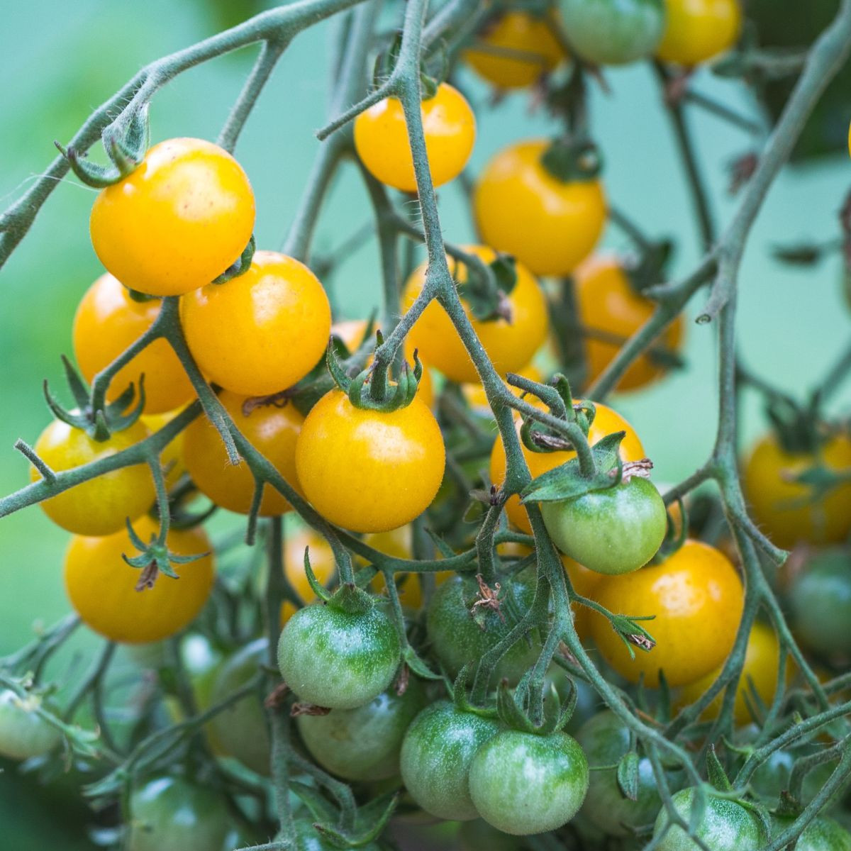 Paradajka Perlino žltá F1 - Solanum lycopersicum - predaj semien - 6 ks
