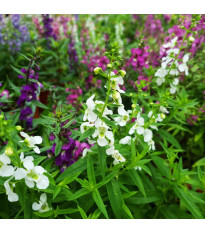 Angelónia zmes farieb - Angelonia angustifolia - predaj semien - 6 ks