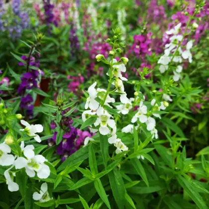 Angelónia zmes farieb - Angelonia angustifolia - predaj semien - 6 ks