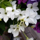 Tabak Saratoga biely F1 - Nicotiana x alata - predaj semien - 30 ks