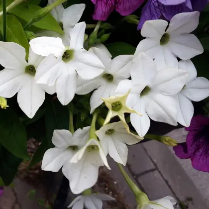 Tabak Saratoga biely F1 - Nicotiana x alata - predaj semien - 30 ks