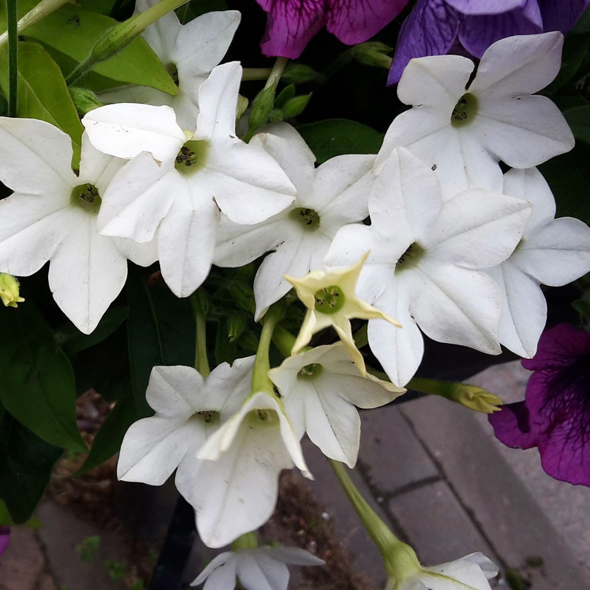 Tabak Saratoga biely F1 - Nicotiana x alata - predaj semien - 30 ks