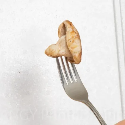 Mini Champ - súprava na domáce pestovanie hlivy ustricovej - Pleurotus ostreatus - sadivo - predaj - 1 ks
