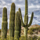 Kaktus sviecovitý - Saguaro - Carnegiea gigantea - predaj semien - 5 ks