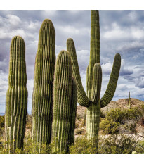 Kaktus sviecovitý - Saguaro - Carnegiea gigantea - predaj semien - 5 ks