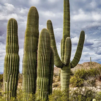 Kaktus sviecovitý - Saguaro - Carnegiea gigantea - predaj semien - 5 ks