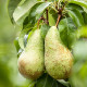 Hruška obyčajná - Pyrus communis - semiačka - 4 ks