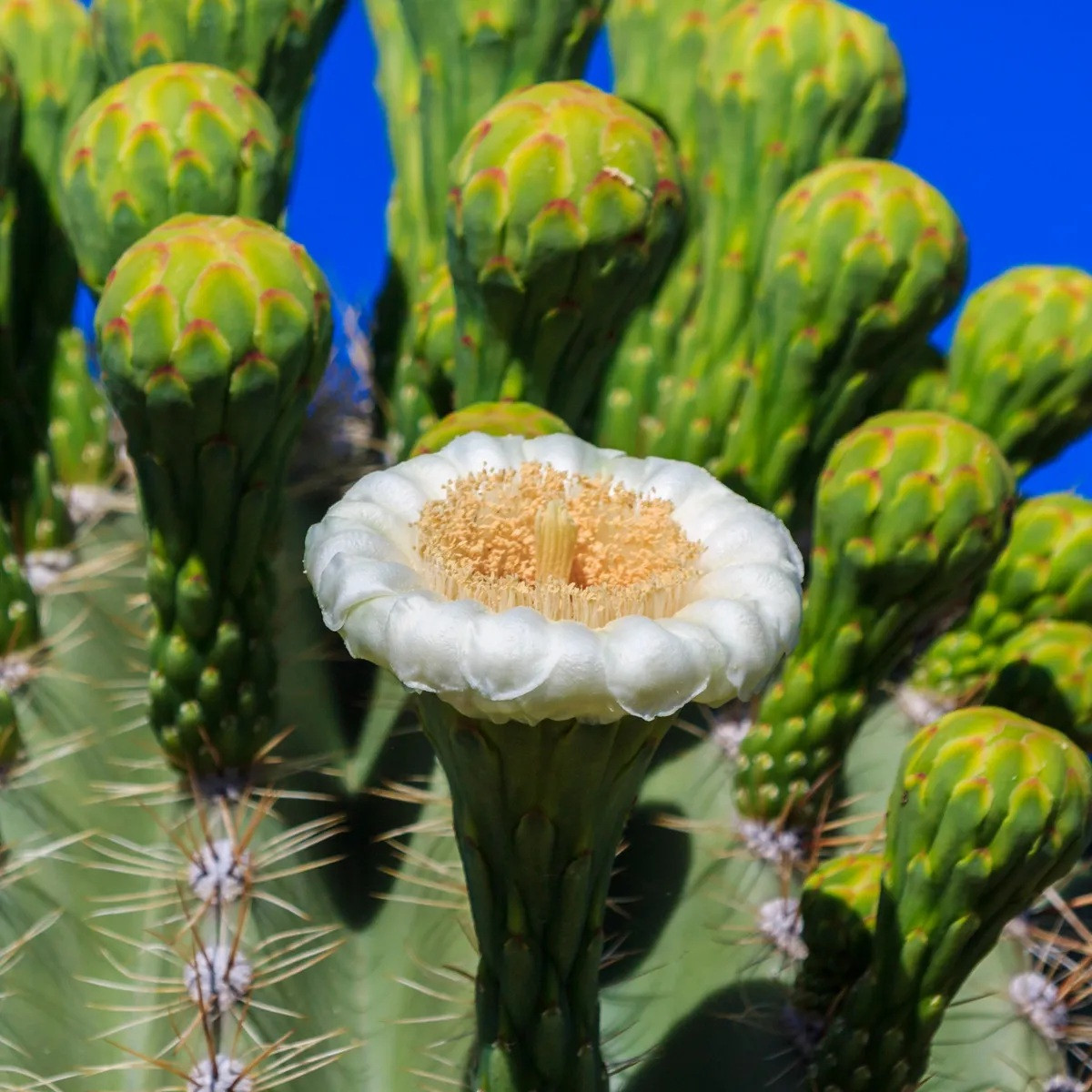 Kaktus sviecovitý - Saguaro - Carnegiea gigantea - predaj semien - 5 ks