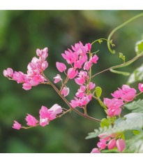 Antigonon mexický - Antigonon Leptopus - predaj semien - 15 ks