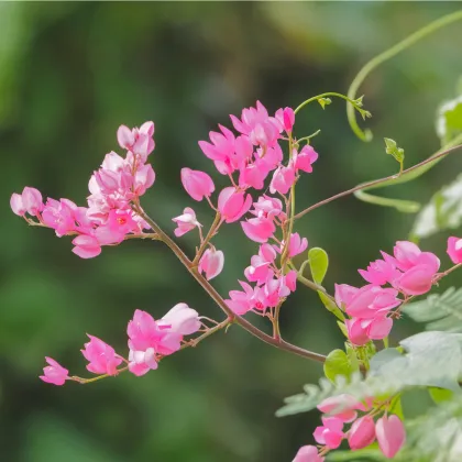 Antigonon mexický - Antigonon Leptopus - predaj semien - 15 ks