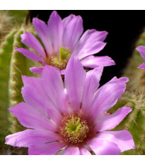 Kaktus - Echinocereus viereckii var. viereckii - predaj semien kaktusu - 6 ks