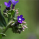 Pilát kapský - Anchusa capensis - predaj semien - 50 ks