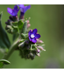 Pilát kapský - Anchusa capensis - predaj semien - 50 ks