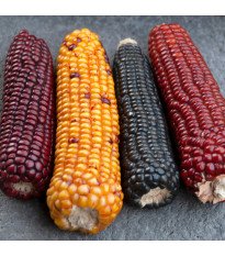 Kukurica Multicolor Amero Mix okrasná - Zea mays - predaj semien - 15 ks