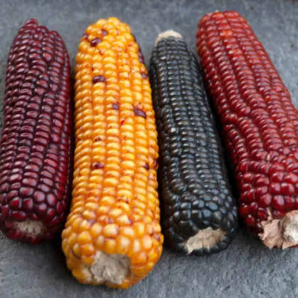 Kukurica Multicolor Amero Mix okrasná - Zea mays - predaj semien - 15 ks