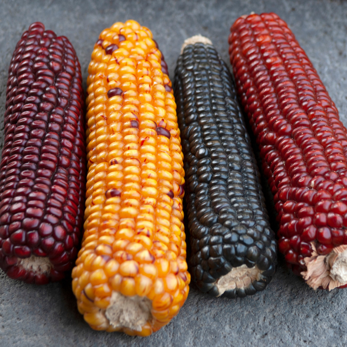 Kukurica Multicolor Amero Mix okrasná - Zea mays - predaj semien - 15 ks