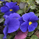 Fialka Carneval F1 Azure - Viola x wittrockiana - predaj semien - 20 ks