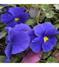 Fialka Carneval F1 Azure - Viola x wittrockiana - predaj semien - 20 ks