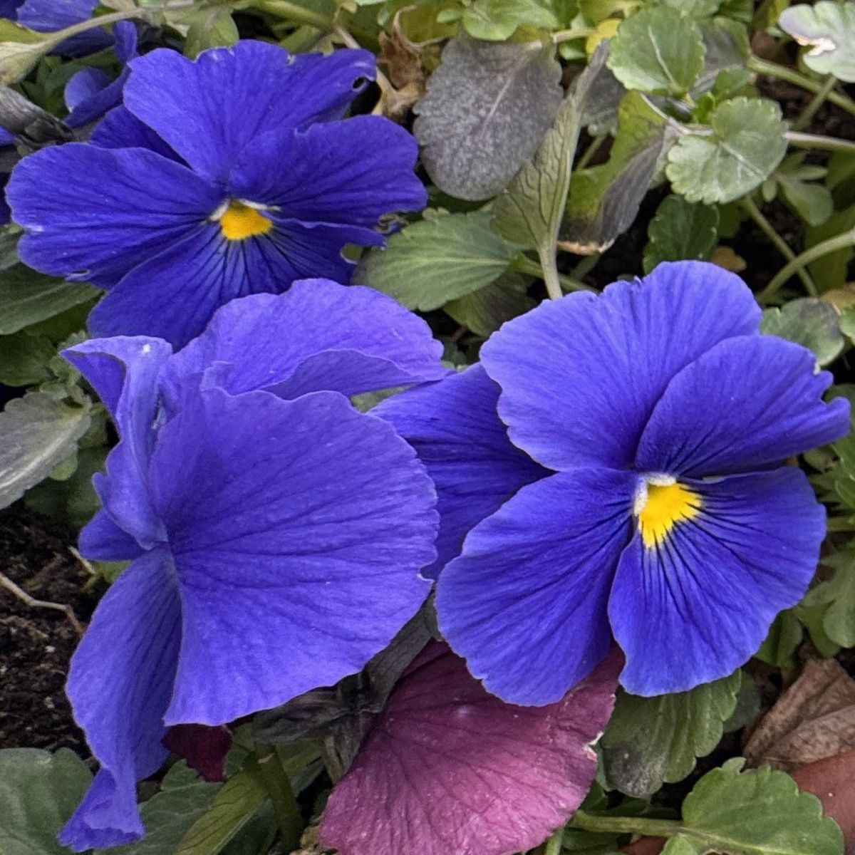Fialka Carneval F1 Azure - Viola x wittrockiana - predaj semien - 20 ks