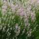 Levanduľa lekárska ružová ŠPECIÁL - Lavandula angustifolia - predaj semien - 15 ks