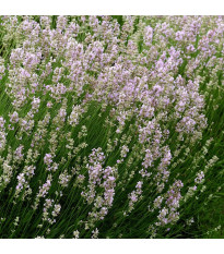 Levanduľa lekárska ružová ŠPECIÁL - Lavandula angustifolia - predaj semien - 15 ks