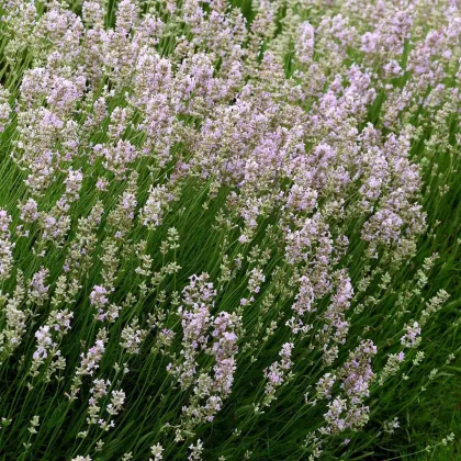 Levanduľa lekárska ružová ŠPECIÁL - Lavandula angustifolia - predaj semien - 15 ks