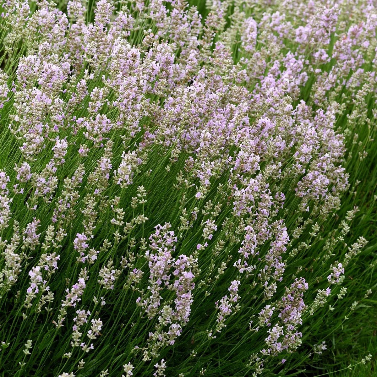 Levanduľa lekárska ružová ŠPECIÁL - Lavandula angustifolia - predaj semien - 15 ks
