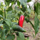 BIO Chilli Jalapeno Ruben - Capsicum annuum - predaj bio semien - 6 ks