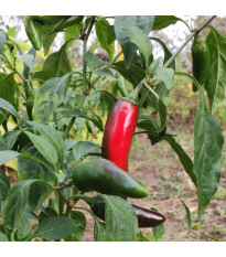 BIO Chilli Jalapeno Ruben - Capsicum annuum - predaj bio semien - 6 ks