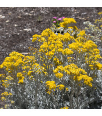 Starček prímorský - Cineraria maritima - predaj semien - 300 ks