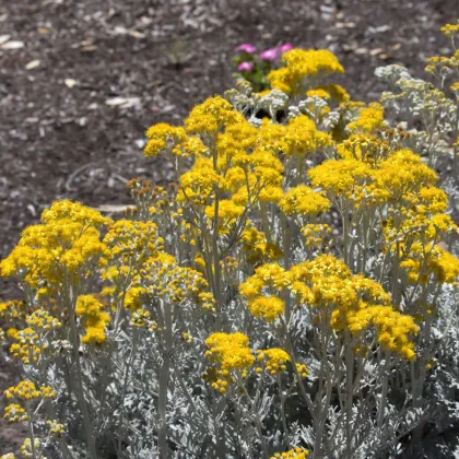 Starček prímorský - Cineraria maritima - predaj semien - 300 ks