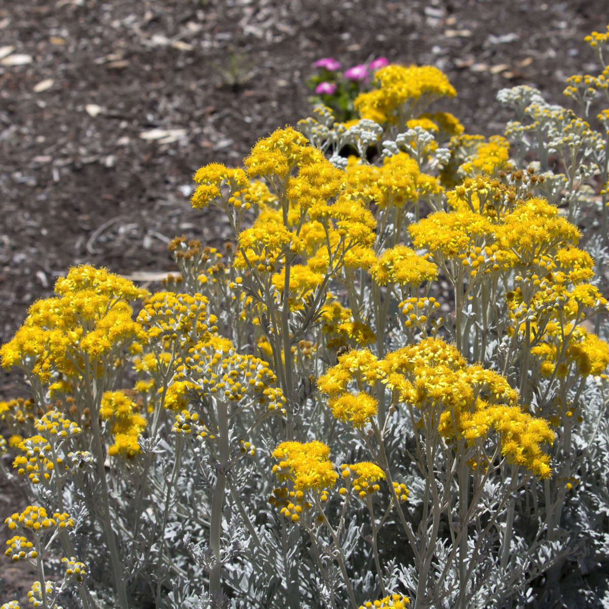 Starček prímorský - Cineraria maritima - predaj semien - 300 ks