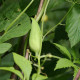 Ačokča - Cyclanthera pedata - semiačka - 6 ks