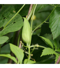 Ačokča - Cyclanthera pedata - semiačka - 6 ks