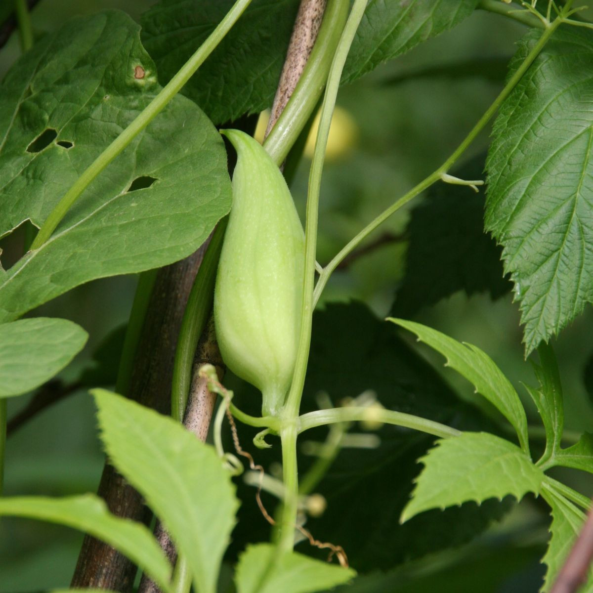 Ačokča - Cyclanthera pedata - semiačka - 6 ks