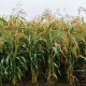 Čirok obyčajný - Sorghum bicolor - predaj semien - 100 ks