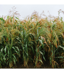 Čirok obyčajný - Sorghum bicolor - predaj semien - 100 ks