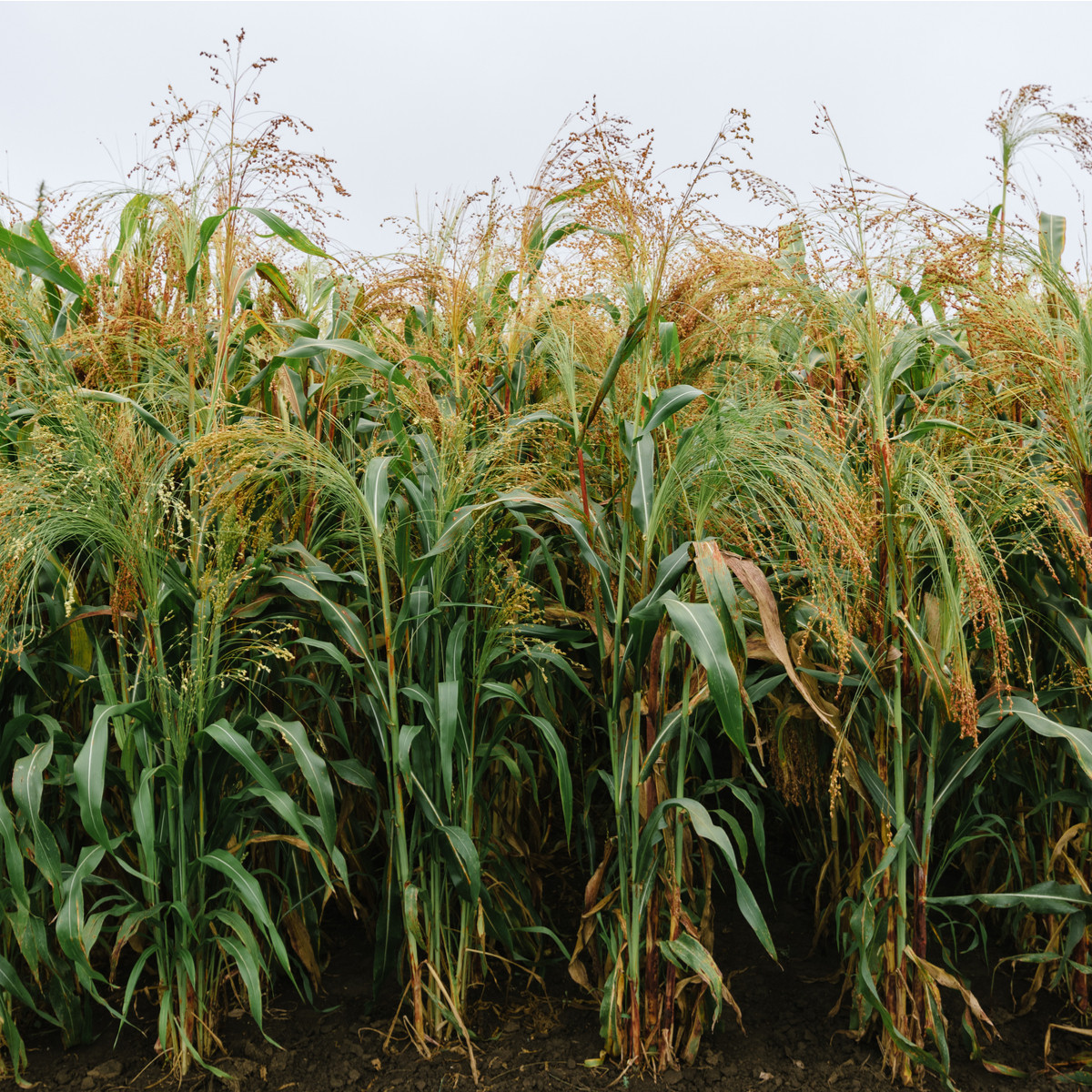 Čirok obyčajný - Sorghum bicolor - predaj semien - 100 ks
