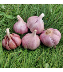 Sadbový cesnak Skalka - Allium sativum - paličák - predaj cesnaku - 1 balenie