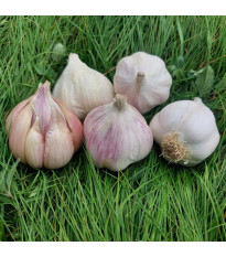 Sadbový cesnak Matinka - Allium sativum - nepaličák - predaj cesnaku - 1 balenie